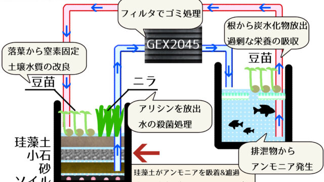 suisou 640x360 - 【動画】メダカのための脱アンモニア水槽を論文から考察する【VR動画】